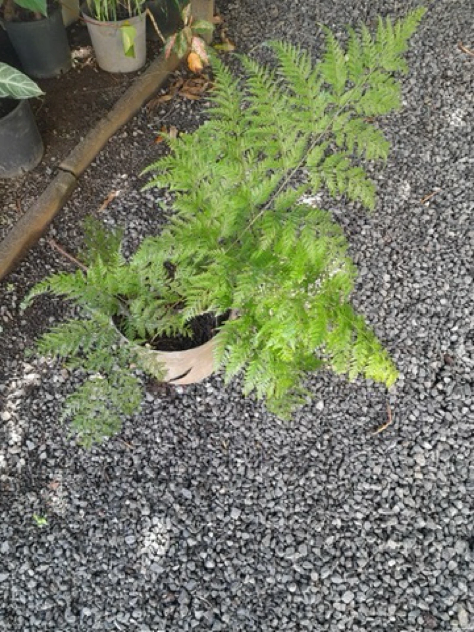 Plante Davallia